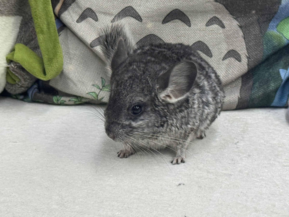 Chinchillas: T022 Standard male chinchilla for sale (USA Master Breeder’s lineage)
