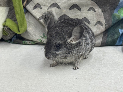 Chinchillas: T022 Standard male chinchilla for sale (USA Master Breeder’s lineage)