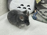 Chinchillas: (reserved) N477 Violet male chinchilla for sale 🏆 Res Section Champion - WA 2023 🏆