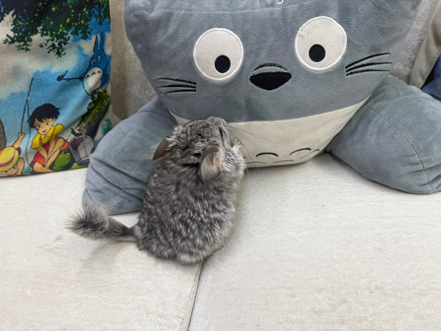 Chinchillas: T012 Standard VC RPA (Angora) female chinchilla for sale