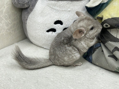 Chinchillas: R005 Beige female chinchilla for sale (USA lineage)