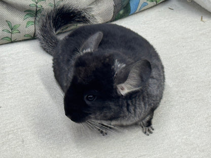 Chinchillas: T007 Black Velvet male chinchilla for sale (USA Master Breeder’s lineage)
