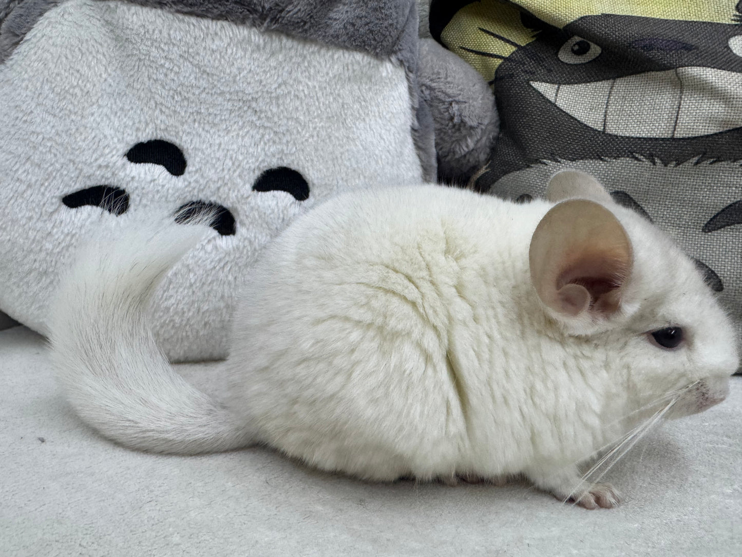 Chinchillas: R043 Pink White male chinchilla for sale (USA lineage)