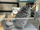 Chinchillas: R021 Standard RPA female chinchilla for sale from big sized angora parents