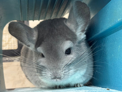 Chinchillas: M019 Violet female chinchilla for rehome. (USA lineage)