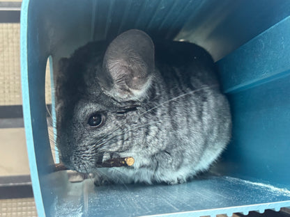 Organic baked pear sticks 100g limited stock