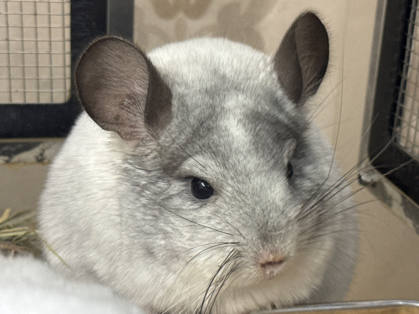 Chinchillas: R029 Mosaic (beautiful markings) male chinchilla for sale (USA lineage)