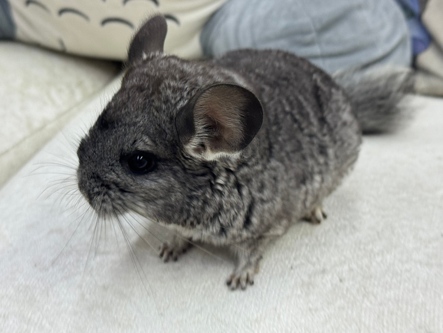 Chinchillas: T014 Standard female chinchilla for sale (Master Breeder’s USA lineage)