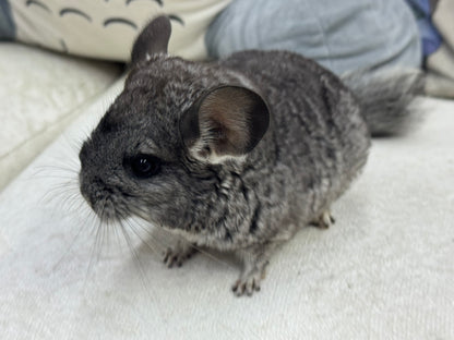 Chinchillas: T014 Standard female chinchilla for sale (Master Breeder’s USA lineage)