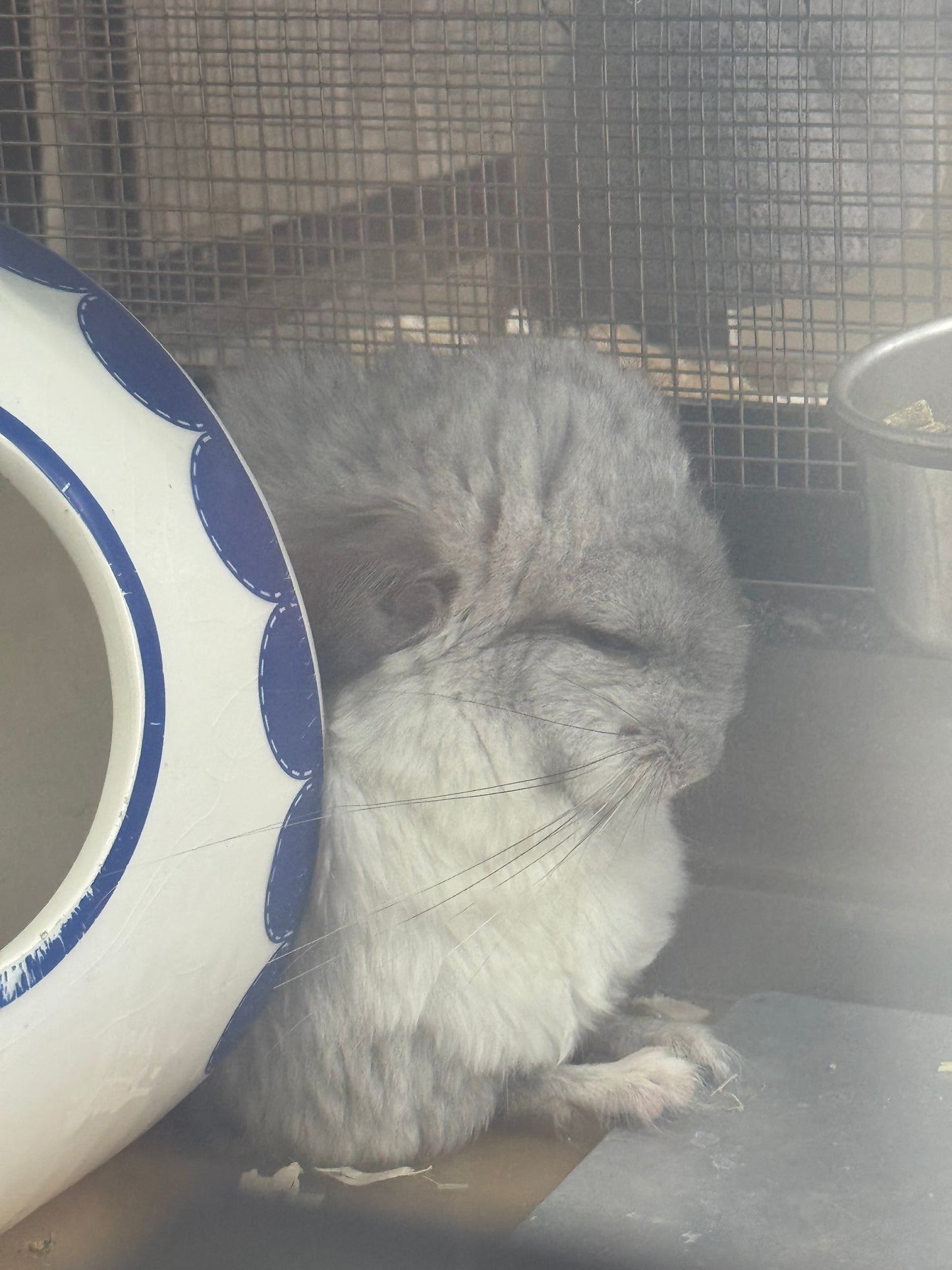 Chinchillas: S026 Mosaic RPA (angora) male chinchilla for sale (USA CCCU lineage)