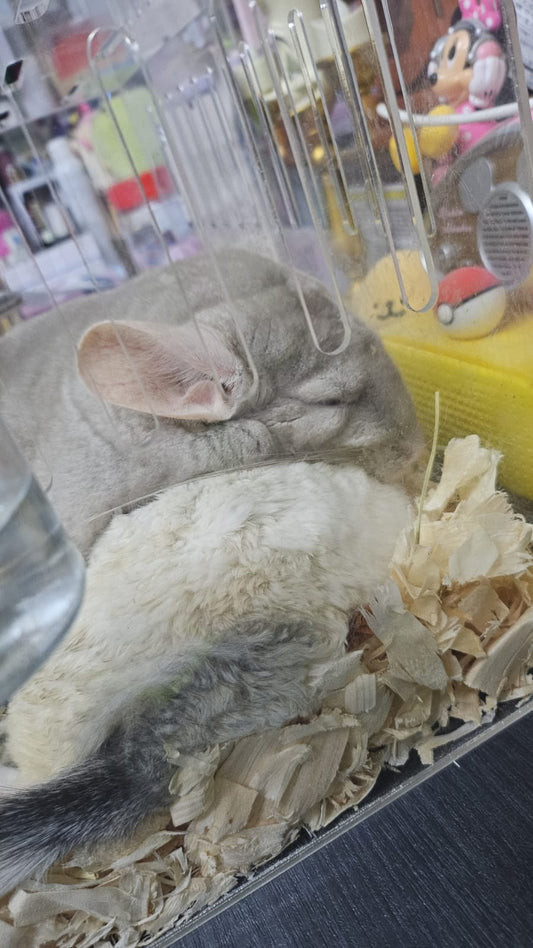 Pairing of chinchillas