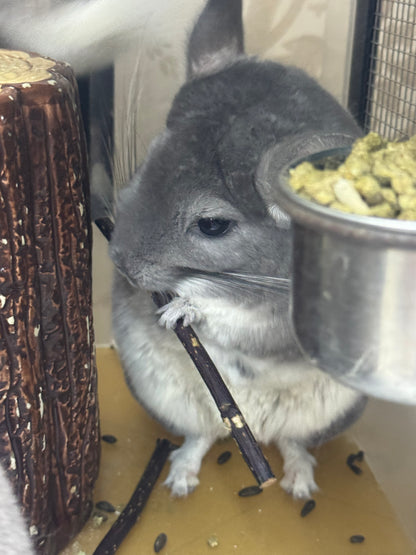 Chinchillas: M019 Violet female chinchilla for rehome. (USA lineage)