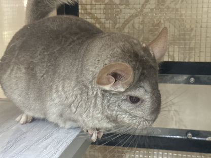 Chinchillas: R005 Beige female chinchilla for sale (USA lineage)