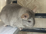 Chinchillas: R005 Beige female chinchilla for sale