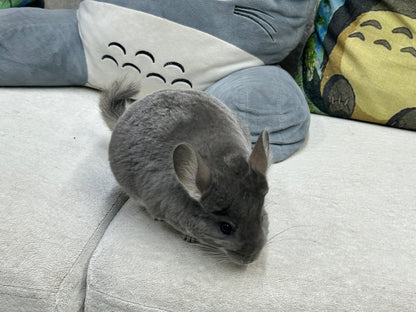 Chinchillas: P15 Violet female chinchilla for sale🥇 1st Place Ribbon - WA 2023 🥇