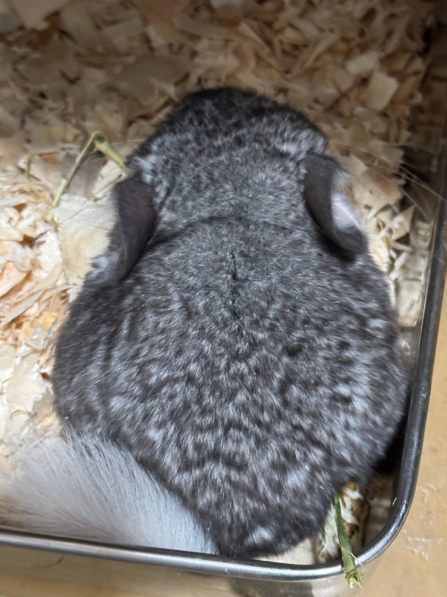 Chinchillas: T006 Mosaic male chinchilla for sale (USA Master Breeder’s lineage)