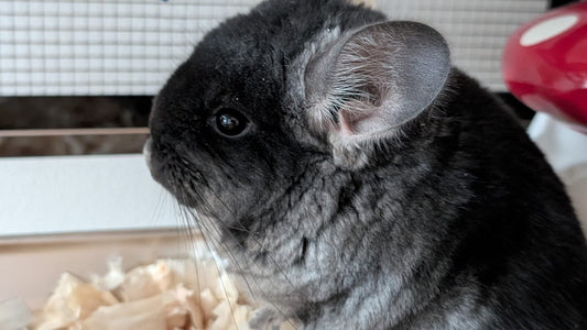 Grooming/ Checking of hair ring/ Combing out tangled fur knots from your RPA chinchillas or short fur chinchillas (any chinchilla) sometimes need to wash butts too😂