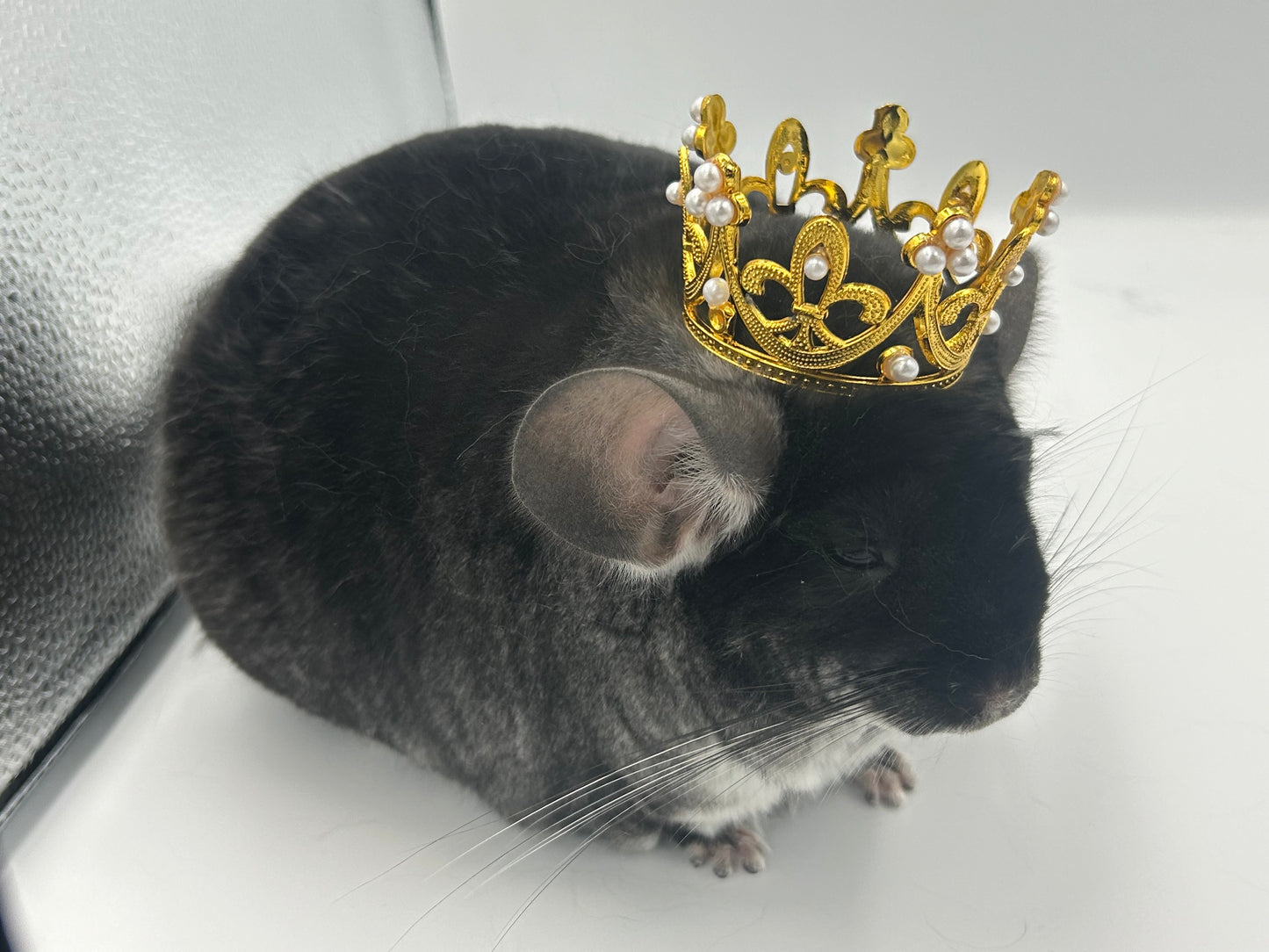 Crown / tiara 3 cm or 5 cm diameter for playtime and photography with small animals like chinchillas, rabbits and guinea pigs