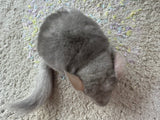 Chinchillas: R022 Beige female chinchilla for sale