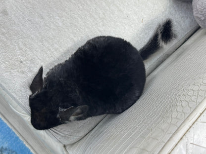 Chinchillas: T007 Black Velvet male chinchilla for sale (USA Master Breeder’s lineage)