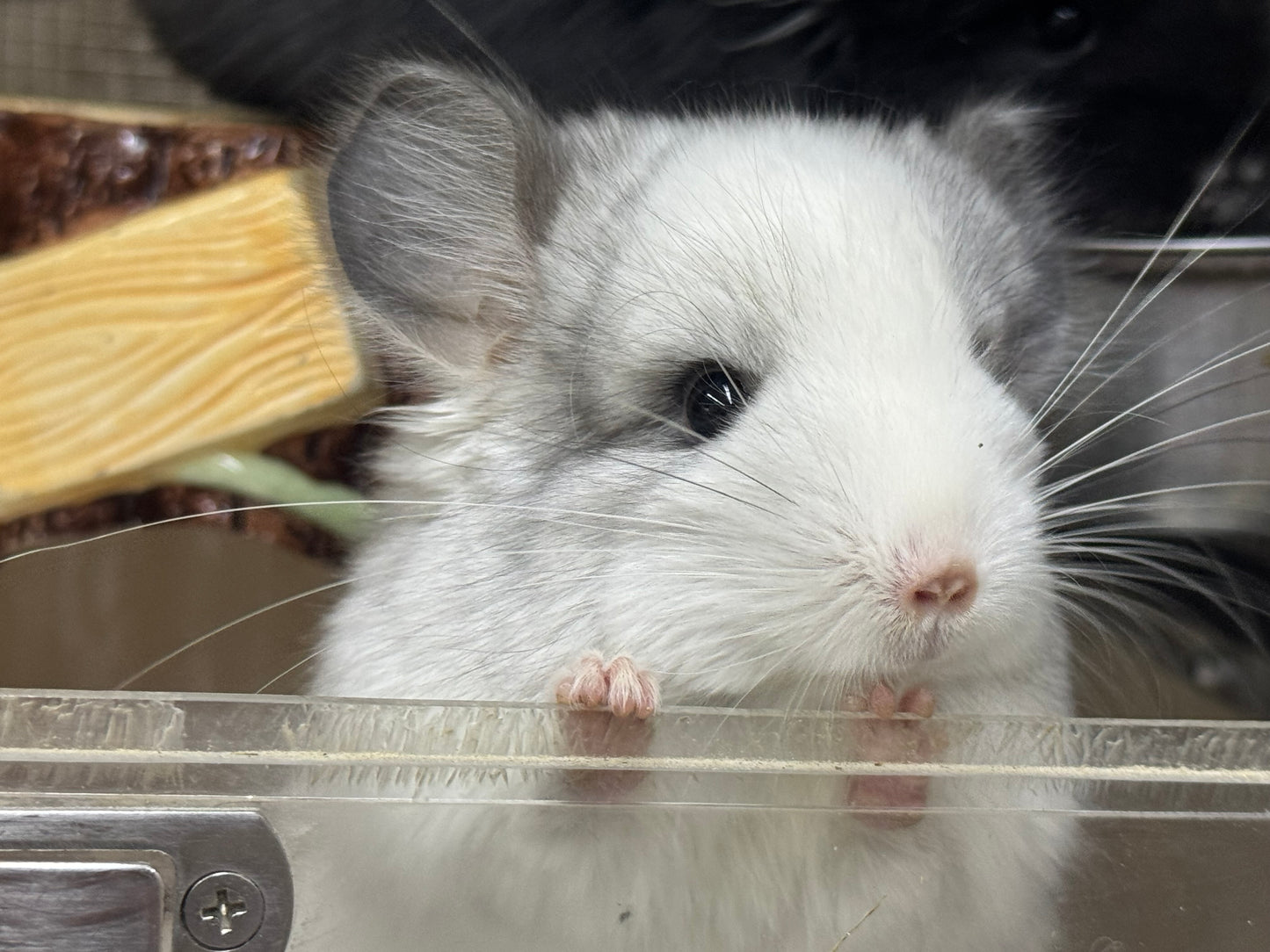 Chinchillas: R037 Mosaic RPA (Angora) male chinchilla for sale (CCCU USA lineage)