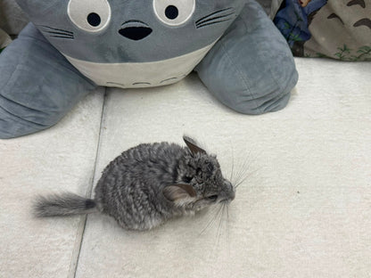 Chinchillas: T012 Standard VC RPA (Angora) female chinchilla for sale