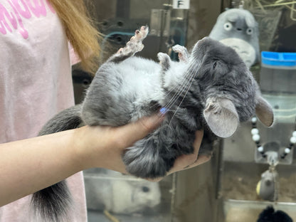 Chinchillas: R040 TOV Violet male chinchilla for sale (Brevi face) (USA lineage)