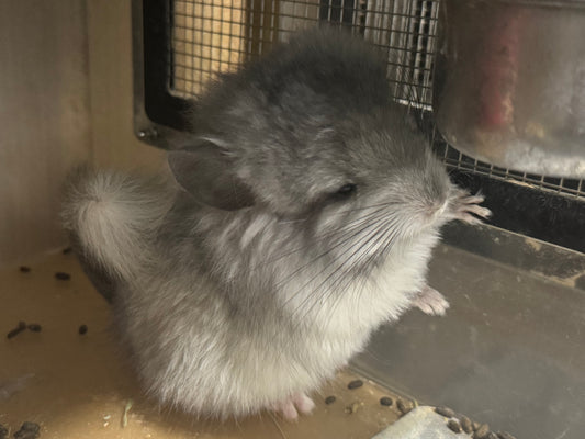 Chinchillas: S027 Mosaic RPA (angora) female chinchilla for sale (USA CCCU lineage)