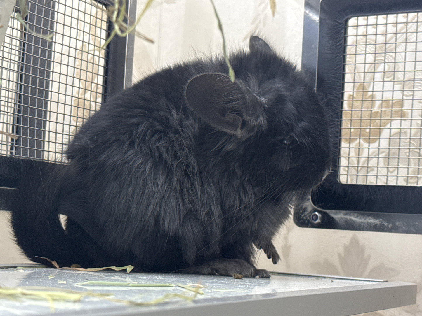 Chinchillas: R032 Dark Ebony RPA (angora) male chinchilla for sale (CCCU USA lineage)