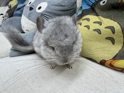 Chinchillas: R045 Mosaic RPA (angora) female chinchilla for sale (USA CCCU lineage)