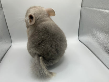 Chinchillas: P026 Beige Violet male chinchilla for sale (curled “rosette” tail n 2 missing fingers)curly potato super soft fur and chubby (USA lineage)