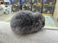 Chinchillas: R034 Violet RPA female for sale (big size genes)