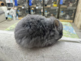 Chinchillas: R034 Violet RPA female for sale (big size genes)