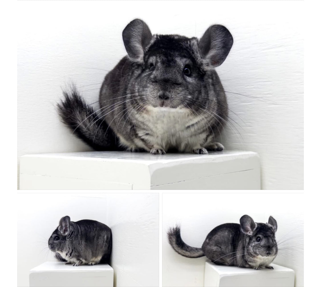 Chinchillas: P367 Standard female chinchilla for sale $2000