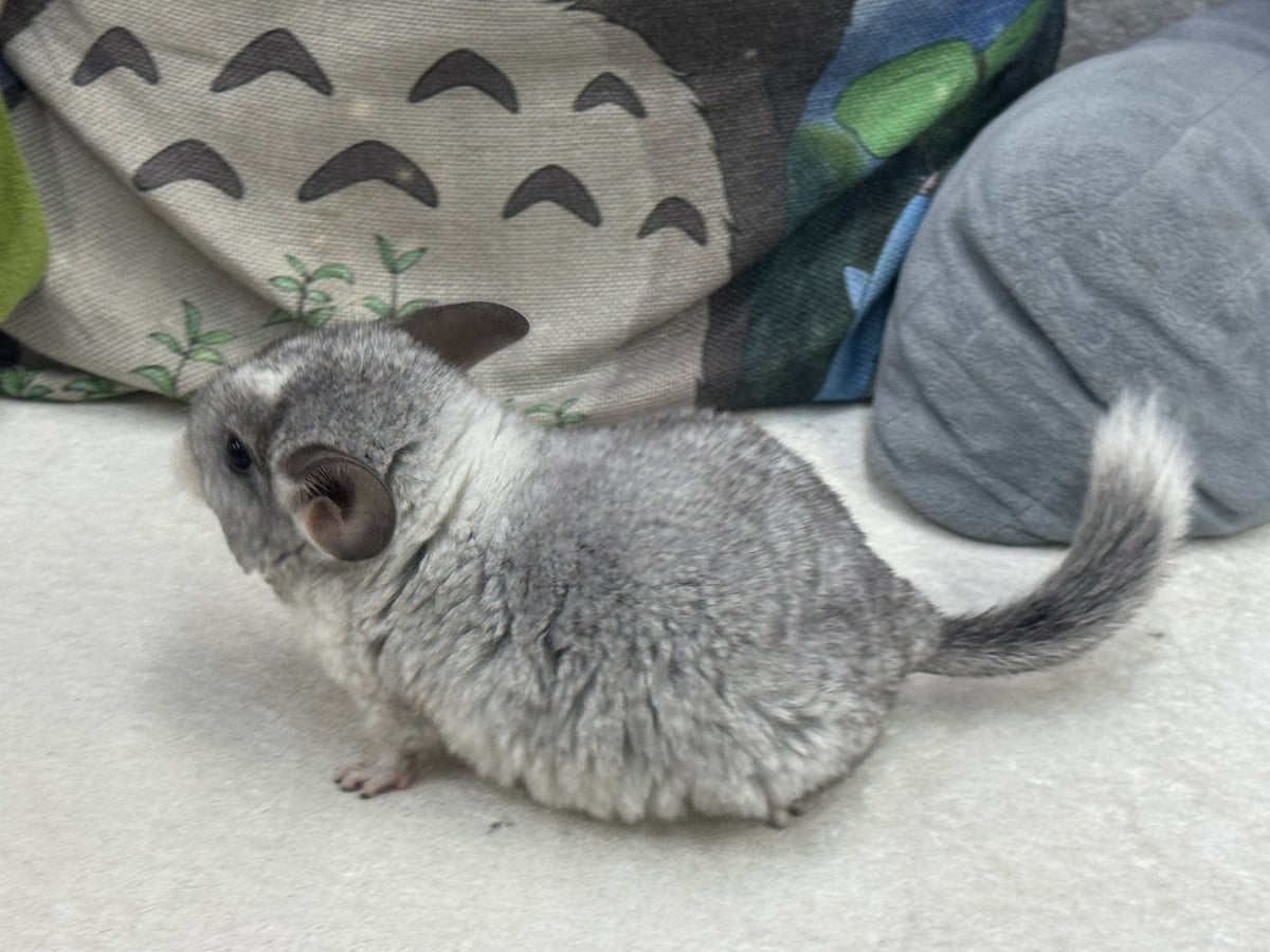 Chinchillas: T023 Mosaic  male chinchilla for sale (USA Master Breeder’s lineage)