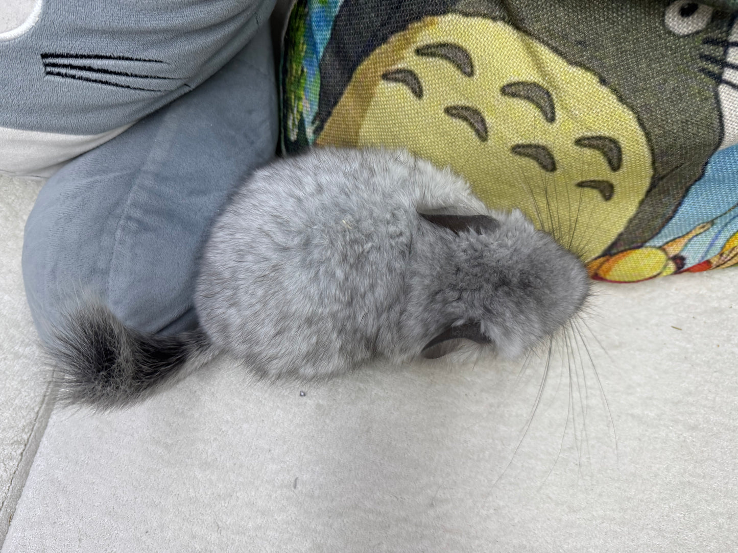 Chinchillas: R045 Mosaic RPA (angora) female chinchilla for sale (USA CCCU lineage)