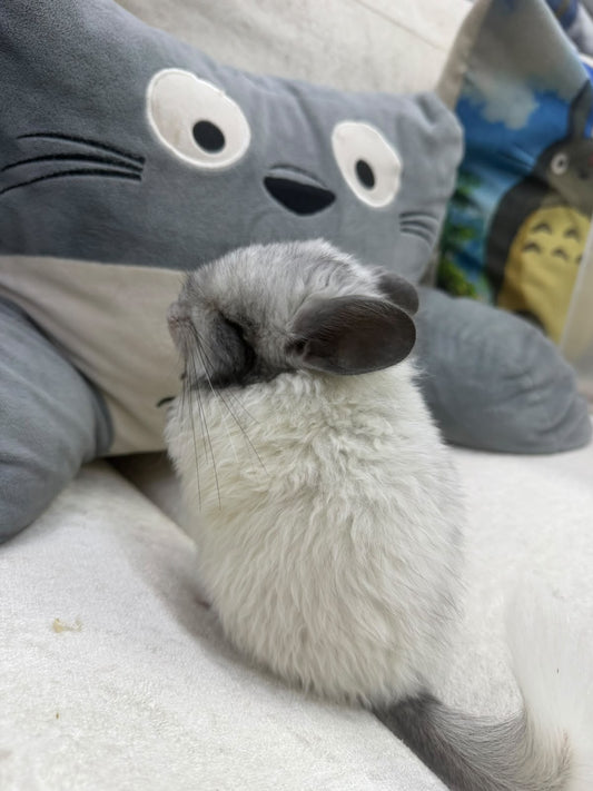 Chinchillas:T019 Mosaic RPA (angora) male chinchilla for sale (USA CCCU lineage) very fluffy