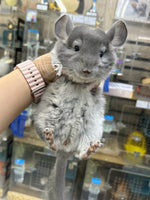 Chinchillas: R014 Violet male chinchilla for sale