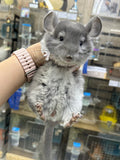 Chinchillas: R014 Violet male chinchilla for sale