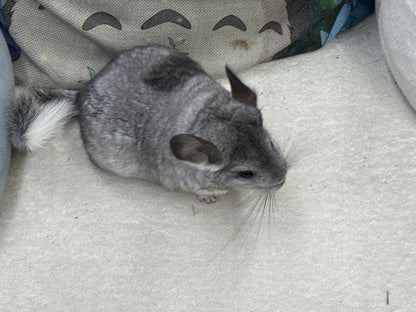 Chinchillas: S011 Mosaic  female chinchilla for sale (USA lineage)