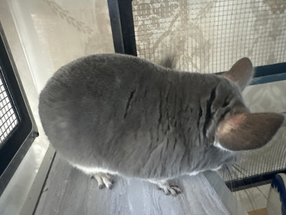 Chinchillas: N003 Violet female chinchilla for sale (USA lineage)