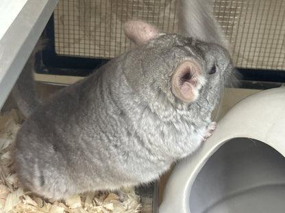 Chinchillas: N503 Dark Beige female chinchilla for sale with Section Champion ribbon