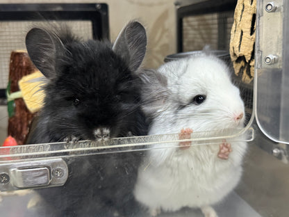 Chinchillas: R037 Mosaic RPA (Angora) male chinchilla for sale (CCCU USA lineage)