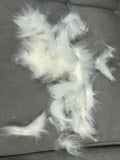 Combing out tangled fur knots from your RPAs / Angora chinchillas during boarding only