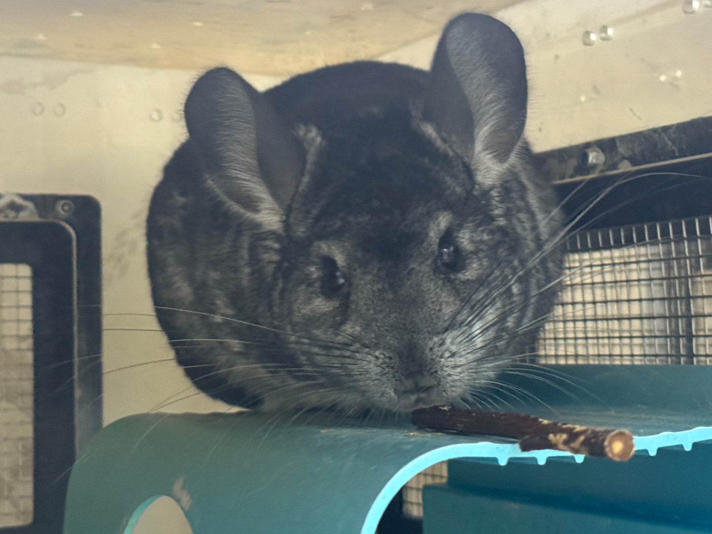 Organic baked pear sticks 100g limited stock