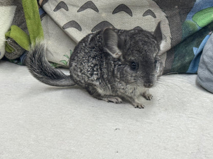 Chinchillas: T022 Standard male chinchilla for sale (USA Master Breeder’s lineage)