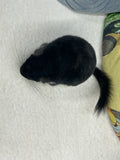 Chinchillas: R007 Black Pearl male chinchilla for sale