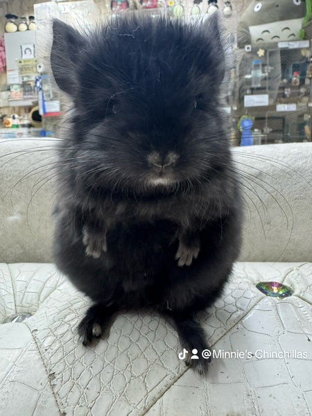 Chinchillas: R032 Dark Ebony RPA (angora) male chinchilla for sale