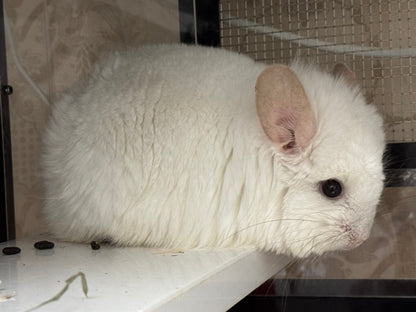 Chinchillas: R42 Pink White RPA female chinchilla for sale (Reserve Class Champion)