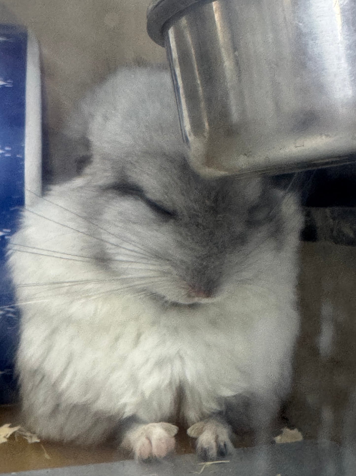 Chinchillas: S026 Mosaic RPA (angora) male chinchilla for sale (USA CCCU lineage)